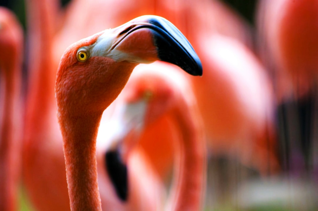 Flamingo Fever: Stanley Cup Showdown
