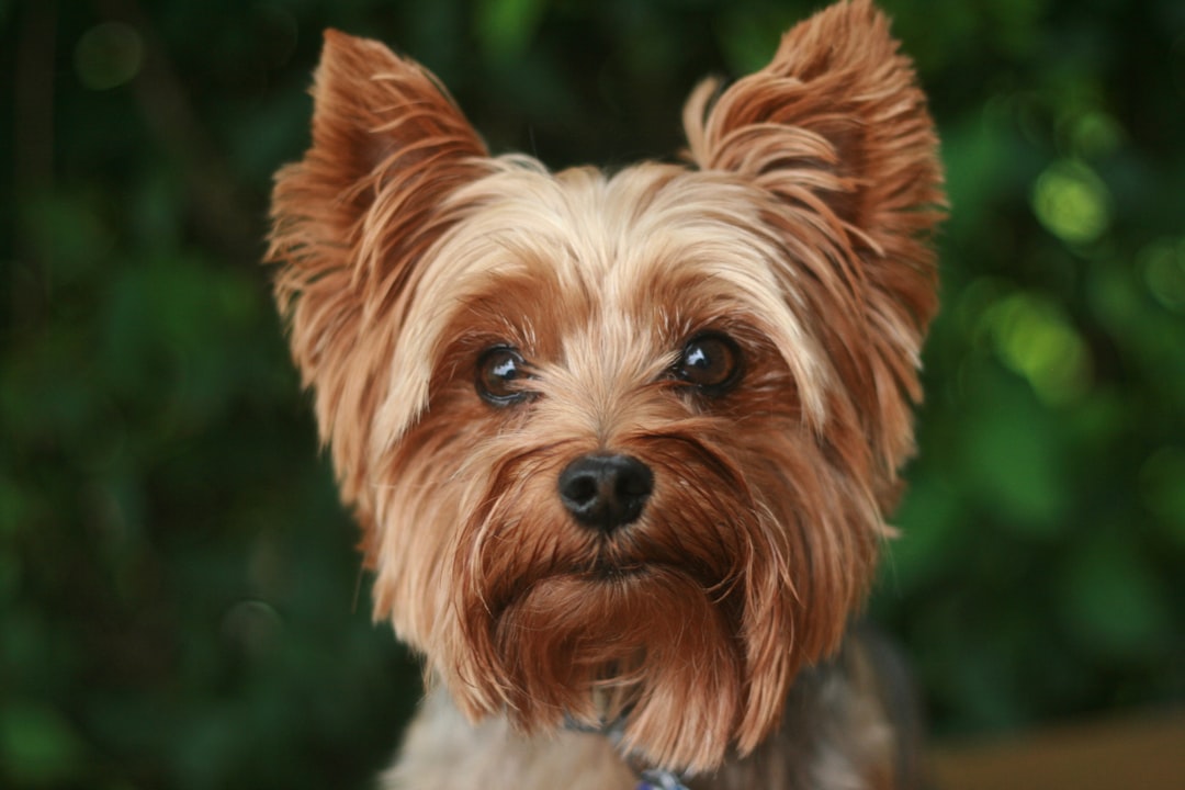 The Adorable Appeal of Tea Cup Yorkies