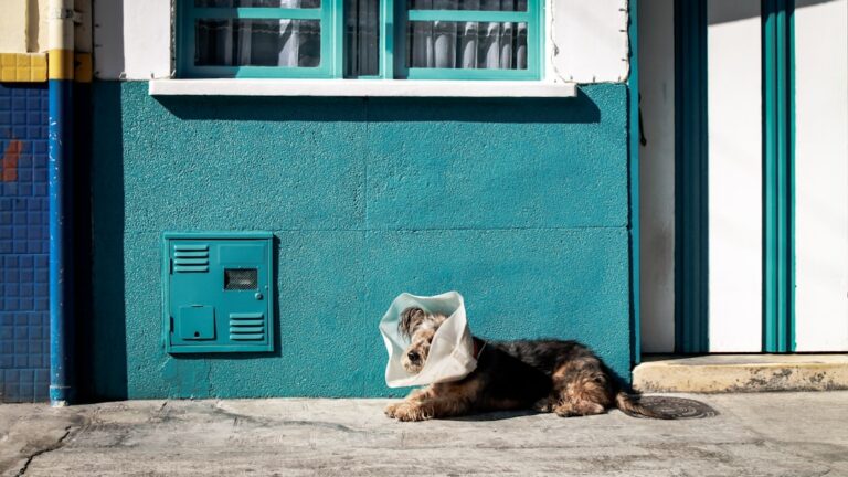 The Elizabethan Collar: A Necessary Aid for Pet Recovery