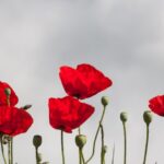 Jacques Pienaar: A Rugby Legend’s Journey