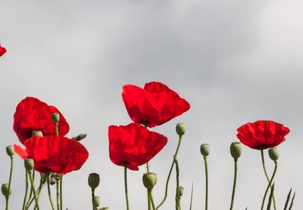 Jacques Pienaar: A Rugby Legend’s Journey