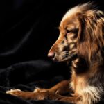 The Art of Cock Warming