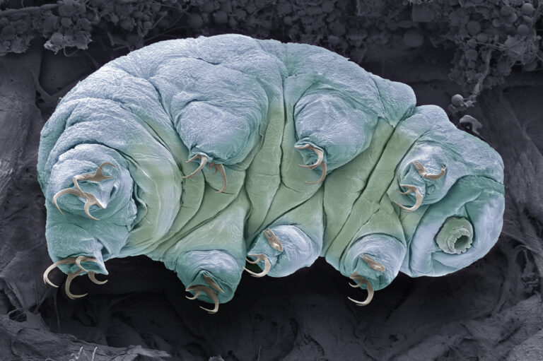 What are tardigrades and why are they nearly indestructible?