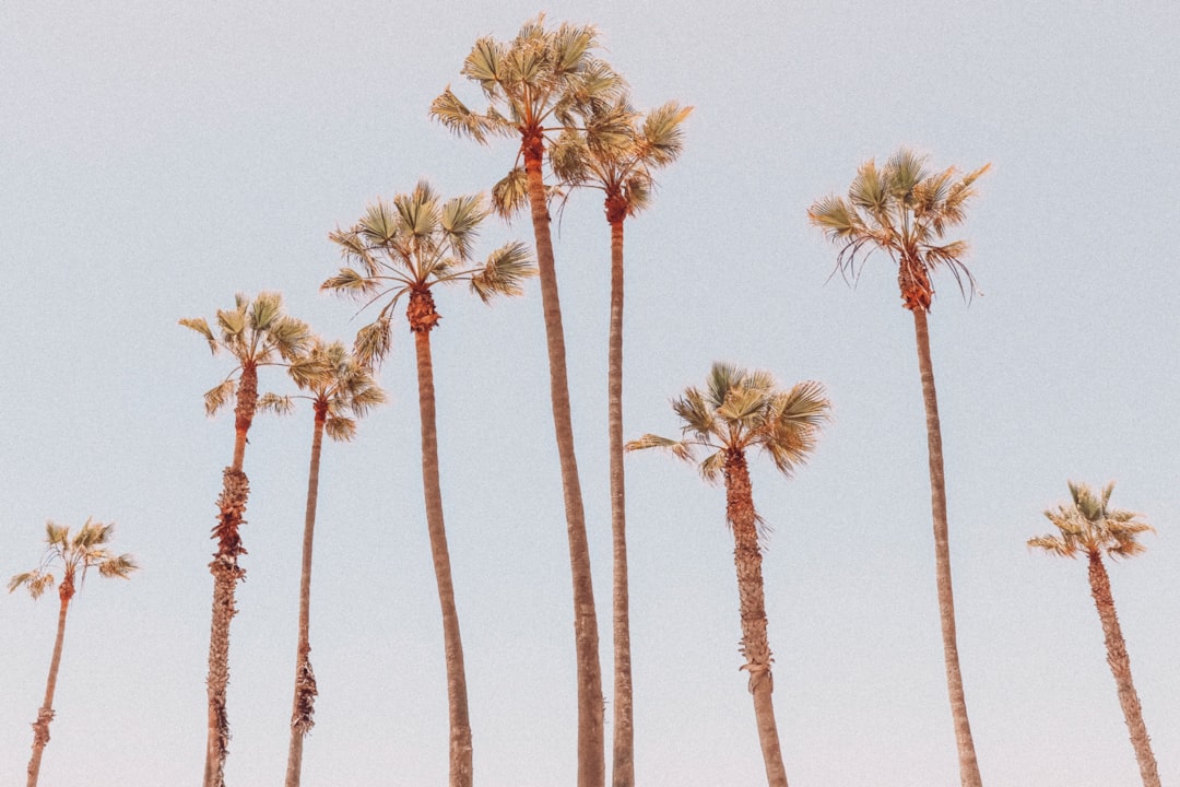 The Pastel Cartel: A Subtle Takeover