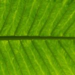 Tom Grossi: A Rising Star in Sports Journalism