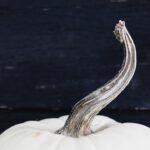 Unveiling the Beauty of White Pumpkins