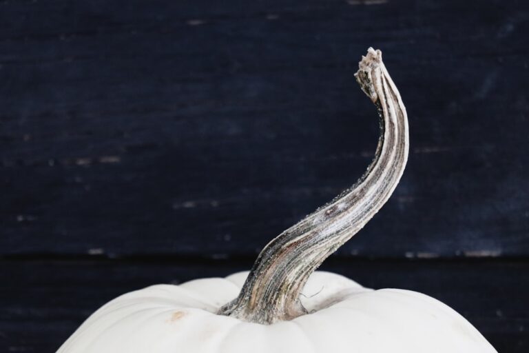 Unveiling the Beauty of White Pumpkins