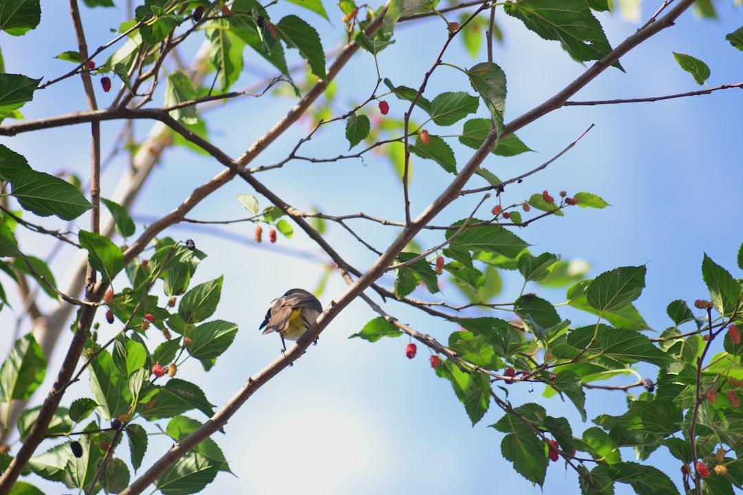 Discover the Benefits of Mulberry Silk