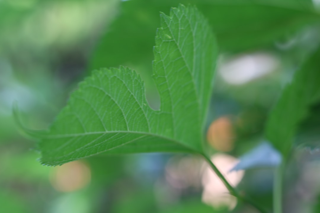 Discover the Luxurious Benefits of Mulberry Silk