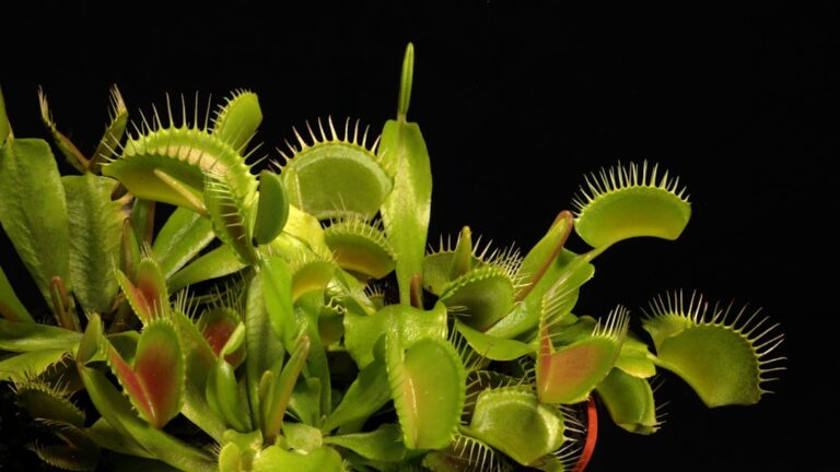 Unleashing the Power of Carnivine: A Comprehensive Guide